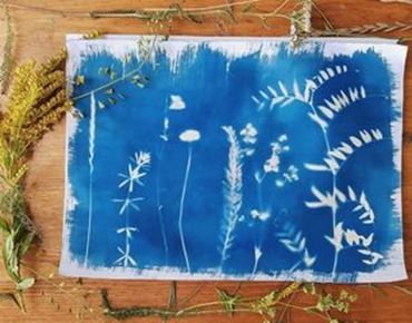 Tirage cyanotype représentant des plantes sauvages sur fond bleu, entouré de fleurs séchées et de tiges sur une table en bois.